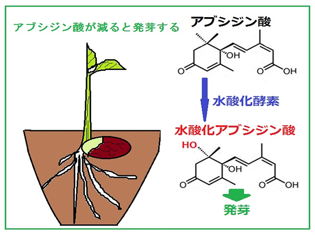 %e7%99%ba%e8%8a%bd%e7%8e%84%e7%b1%b31